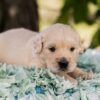 Image of Slider, a Golden Retriever puppy