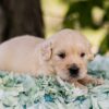 Image of Slider, a Golden Retriever puppy