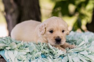 Image of Slider, a Golden Retriever puppy