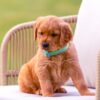 Image of Summer, a Golden Retriever puppy