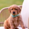 Image of Summer, a Golden Retriever puppy