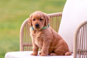 Image of Summer, a Golden Retriever puppy