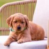Image of Summer, a Golden Retriever puppy