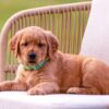 Image of Summer, a Golden Retriever puppy