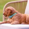 Image of Summer, a Golden Retriever puppy