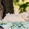Image of Tator Tot, a Golden Retriever puppy