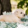 Image of Tator Tot, a Golden Retriever puppy