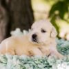 Image of Tator Tot, a Golden Retriever puppy