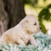 Image of Tator Tot, a Golden Retriever puppy