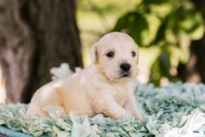 Image of Tator Tot, a Golden Retriever puppy