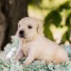 Image of Tator Tot, a Golden Retriever puppy