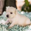 Image of Tator Tot, a Golden Retriever puppy