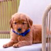 Image of Tessa, a Golden Retriever puppy