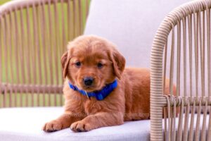Image of Tessa, a Golden Retriever puppy