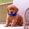 Image of Tessa, a Golden Retriever puppy