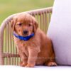 Image of Tessa, a Golden Retriever puppy