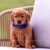 Image of Tessa, a Golden Retriever puppy