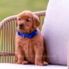 Image of Tessa, a Golden Retriever puppy