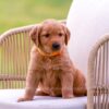 Image of Tripp, a Golden Retriever puppy