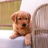 Image of Tripp, a Golden Retriever puppy