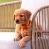 Image of Tripp, a Golden Retriever puppy