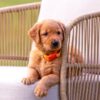 Image of Tripp, a Golden Retriever puppy