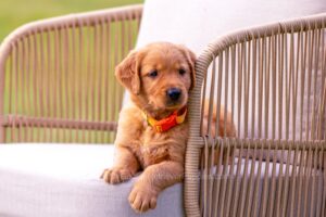 Image of Tripp, a Golden Retriever puppy