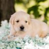 Image of Waffles, a Golden Retriever puppy