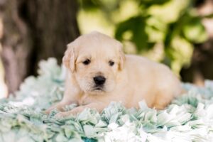 Image of Waffles, a Golden Retriever puppy