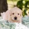 Image of Waffles, a Golden Retriever puppy