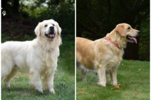 Image of Bear 🤍 Ariel - July 29, a Golden Retriever puppy