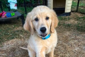 Image of Blake (trained), a Golden Retriever puppy