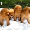 Image of Dark Golden 🤎 July 31, a Golden Retriever puppy