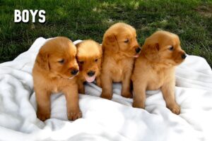 Image of Dark Golden 🤎 July 31, a Golden Retriever puppy