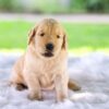 Image of Cora, a Golden Retriever puppy