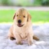 Image of Cora, a Golden Retriever puppy