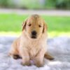 Image of Cora, a Golden Retriever puppy
