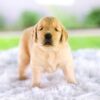 Image of Cora, a Golden Retriever puppy