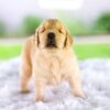 Image of Cora, a Golden Retriever puppy