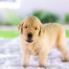 Image of Cora, a Golden Retriever puppy