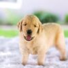 Image of Cora, a Golden Retriever puppy