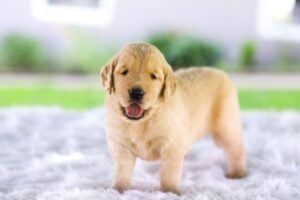 Image of Cora, a Golden Retriever puppy