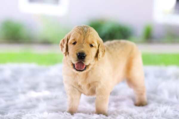 Image of Cora, a Golden Retriever puppy