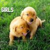 Image of Dark Golden 🤎 July 31, a Golden Retriever puppy