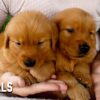 Image of Dark Golden 🤎 July 31, a Golden Retriever puppy