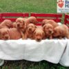 Image of Charlie 🤎 Hadley - July 29, a Golden Retriever puppy
