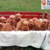Image of Charlie 🤎 Hadley - July 29, a Golden Retriever puppy