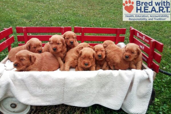 Image of Charlie 🤎 Hadley - July 29, a Golden Retriever puppy