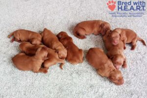 Image of Dark Golden 🤎 July 28, a Golden Retriever puppy