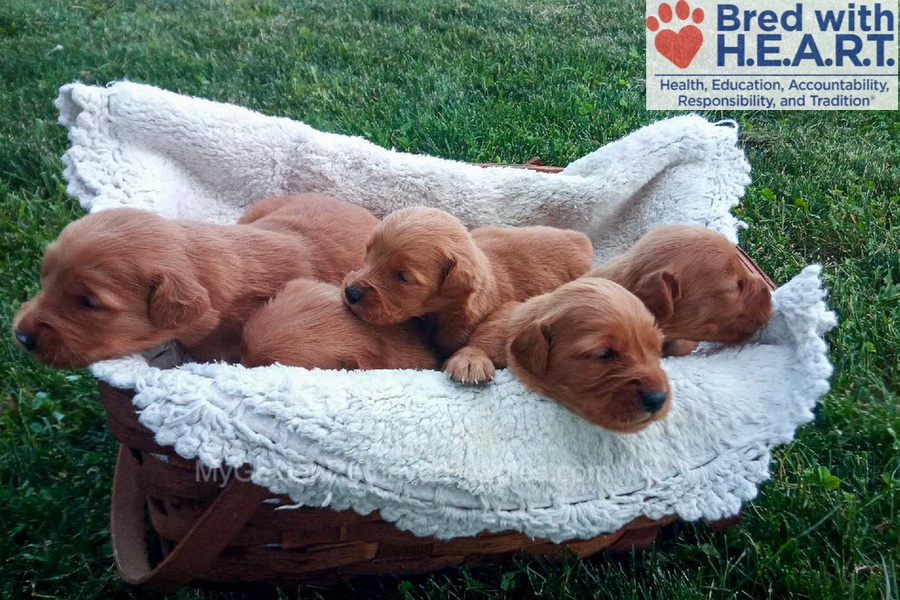 Dark Golden 馃 July 28 Image of Dark Golden 馃 July 28, a Golden Retriever puppy